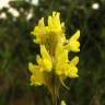 Fotografia 1 da espécie Linaria caesia subesp. caesia do Jardim Botânico UTAD