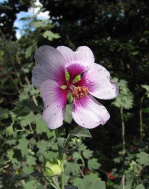 Fotografia 13 da espécie Lavatera maritima no Jardim Botânico UTAD