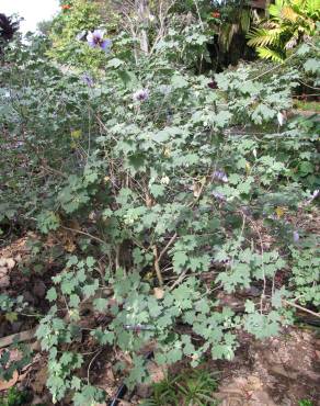 Fotografia 15 da espécie Lavatera maritima no Jardim Botânico UTAD