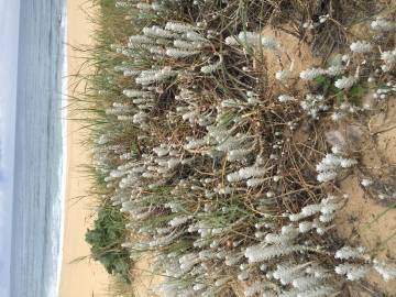 Fotografia da espécie Otanthus maritimus