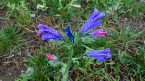 Fotografia da espécie Echium plantagineum