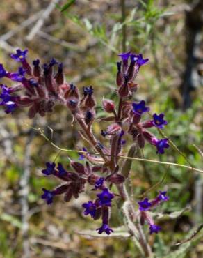 Fotografia 6 da espécie Anchusa undulata subesp. undulata no Jardim Botânico UTAD