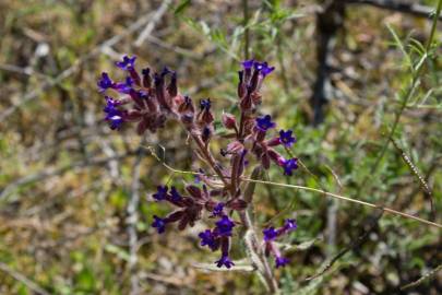 Fotografia da espécie Anchusa undulata subesp. undulata