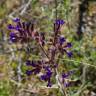 Fotografia 6 da espécie Anchusa undulata subesp. undulata do Jardim Botânico UTAD