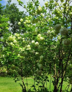 Fotografia 19 da espécie Viburnum opulus no Jardim Botânico UTAD