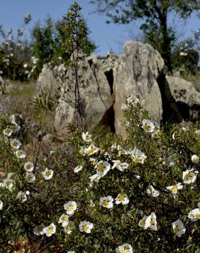 Fotografia 9 da espécie Cistus ladanifer subesp. ladanifer no Jardim Botânico UTAD