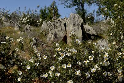 Fotografia da espécie Cistus ladanifer subesp. ladanifer