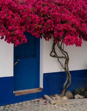 Fotografia 12 da espécie Bougainvillea spectabilis no Jardim Botânico UTAD