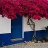 Fotografia 12 da espécie Bougainvillea spectabilis do Jardim Botânico UTAD