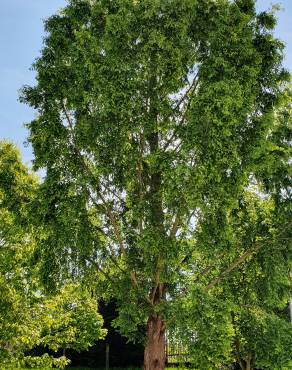 Fotografia 18 da espécie Metasequoia glyptostroboides no Jardim Botânico UTAD