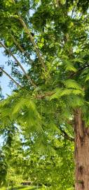 Fotografia da espécie Metasequoia glyptostroboides