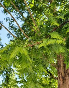 Fotografia 19 da espécie Metasequoia glyptostroboides no Jardim Botânico UTAD