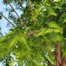 Fotografia 19 da espécie Metasequoia glyptostroboides do Jardim Botânico UTAD