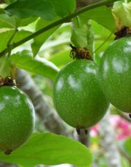 Passiflora edulis