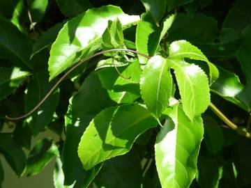 Fotografia da espécie Passiflora edulis
