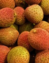 Litchi chinensis