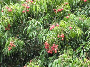 Fotografia da espécie Litchi chinensis