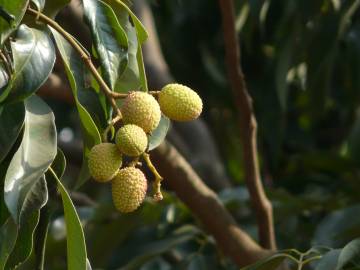 Fotografia da espécie Litchi chinensis