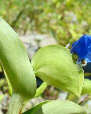 Fotografia da espécie Commelina communis