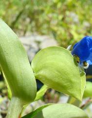 Commelina communis