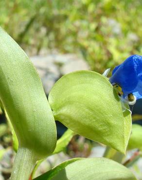 Fotografia 1 da espécie Commelina communis no Jardim Botânico UTAD