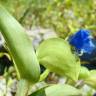 Fotografia 1 da espécie Commelina communis do Jardim Botânico UTAD