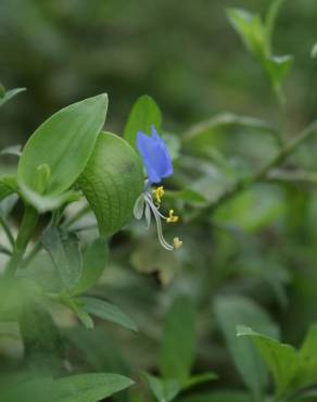 Fotografia 3 da espécie Commelina communis no Jardim Botânico UTAD