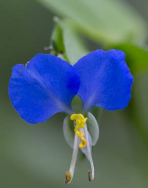 Fotografia 8 da espécie Commelina communis no Jardim Botânico UTAD