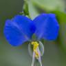 Fotografia 8 da espécie Commelina communis do Jardim Botânico UTAD