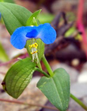 Fotografia 9 da espécie Commelina communis no Jardim Botânico UTAD