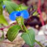 Fotografia 9 da espécie Commelina communis do Jardim Botânico UTAD