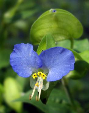 Fotografia 10 da espécie Commelina communis no Jardim Botânico UTAD