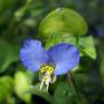 Fotografia 10 da espécie Commelina communis do Jardim Botânico UTAD