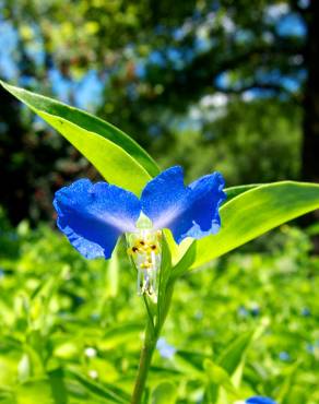 Fotografia 11 da espécie Commelina communis no Jardim Botânico UTAD