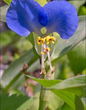 Fotografia 12 da espécie Commelina communis no Jardim Botânico UTAD