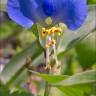 Fotografia 12 da espécie Commelina communis do Jardim Botânico UTAD