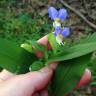 Fotografia 13 da espécie Commelina communis do Jardim Botânico UTAD