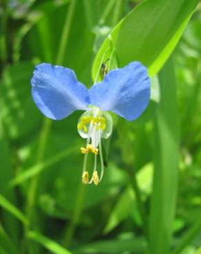 Fotografia 14 da espécie Commelina communis no Jardim Botânico UTAD