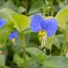 Fotografia 15 da espécie Commelina communis do Jardim Botânico UTAD