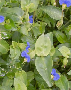 Fotografia 16 da espécie Commelina communis no Jardim Botânico UTAD