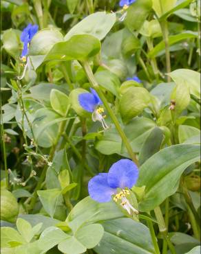 Fotografia 17 da espécie Commelina communis no Jardim Botânico UTAD