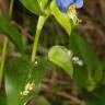 Fotografia 18 da espécie Commelina communis do Jardim Botânico UTAD