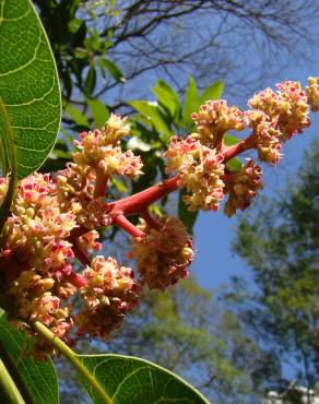 Fotografia 1 da espécie Mangifera indica no Jardim Botânico UTAD