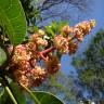 Fotografia 1 da espécie Mangifera indica do Jardim Botânico UTAD