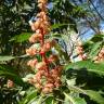 Fotografia 3 da espécie Mangifera indica do Jardim Botânico UTAD