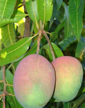 Fotografia 6 da espécie Mangifera indica no Jardim Botânico UTAD