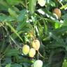 Fotografia 8 da espécie Mangifera indica do Jardim Botânico UTAD