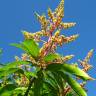 Fotografia 9 da espécie Mangifera indica do Jardim Botânico UTAD