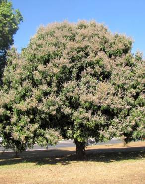 Fotografia 11 da espécie Mangifera indica no Jardim Botânico UTAD