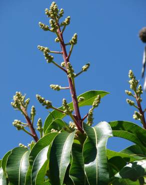 Fotografia 13 da espécie Mangifera indica no Jardim Botânico UTAD